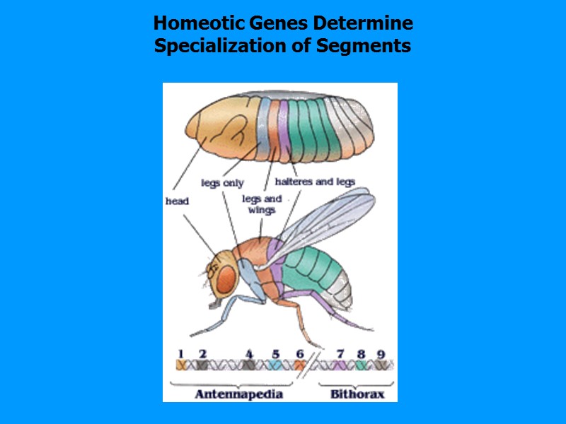 Homeotic Genes Determine Specialization of Segments Homeotic Genes Determine Specialization of Segments